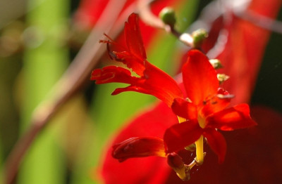 Crocosma_1_07-10-2007.jpg