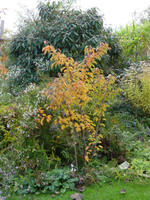 2020-10-21 Prunus yedoensis.jpg