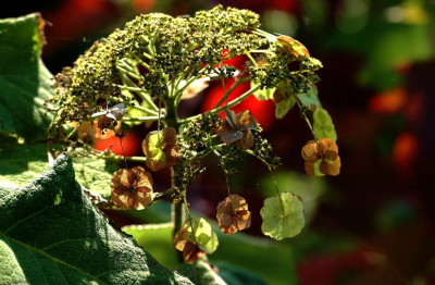 Hortensia_1_07-10-2007.jpg