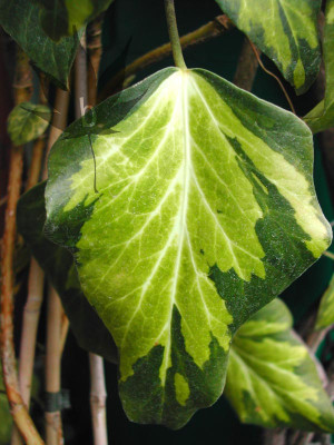 hedera_col_sulphur_heart_1.jpg