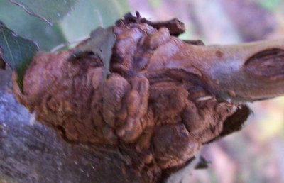 000_2282_Veredelung.jpg