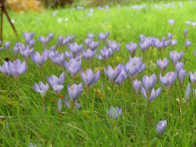 2020-10-22 Crocus speciosus.jpg