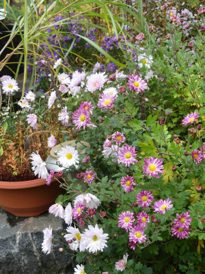 2020-10-22 Chrysanthemum 'Stolze von Berlin' - 'Tina' 1.jpg