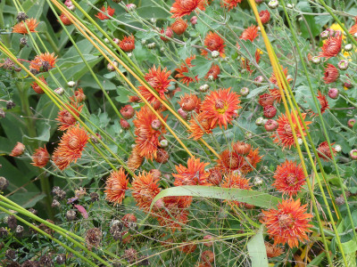 2020-10-22 Chrysanthemum 'Paul Boissier' 1.jpg