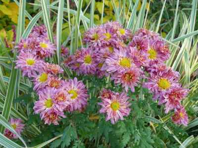 2020-10-22 Chrysanthemum 'Weinrot mit Kupfer'.jpg