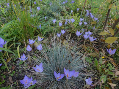 Crocus speciosus 201022 k.jpg
