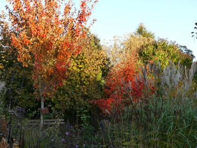 2020-10-22 Garteneinblick 7.jpg