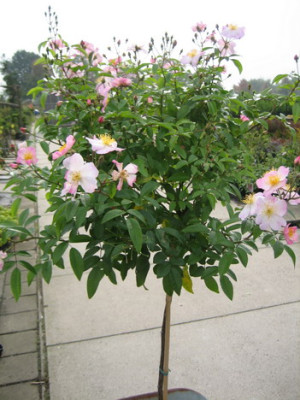 Silver_River_002.jpg