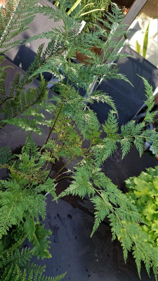 Onychium.JPG