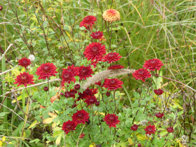 2020-10-22 Chrysanthemum 1.jpg