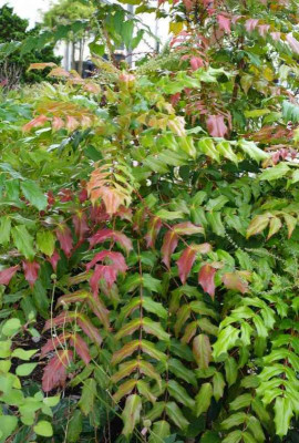 Mahonia_bealei.14-4.jpg