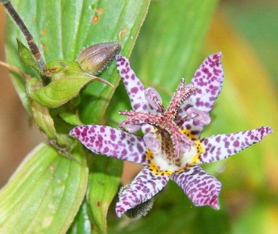 Tricyrtis_fr.IMG_0900jpg.jpg