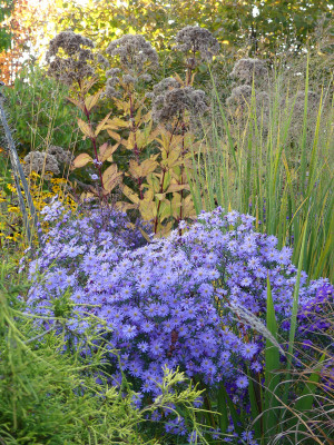 2020-10-22 Aster 'Treffpunkt'.jpg