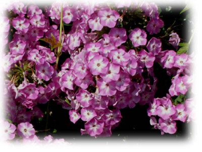 phlox_st_v.jpg