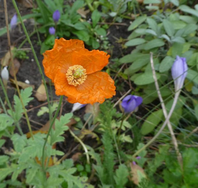 Papaver lateritium 201023 k.jpg