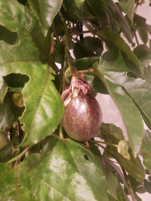 Edulis4.jpg