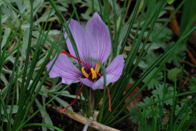 DSCF3074_4993.JPG