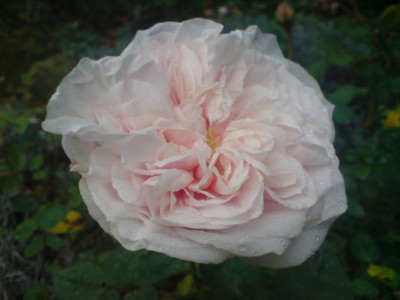 sdm_okt_07_4.JPG