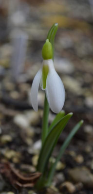 DSC_0711.JPG