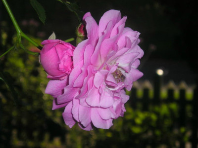 rosa_Kletterrose1.JPG