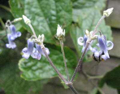IMG__Clematis_stans_2068.JPG