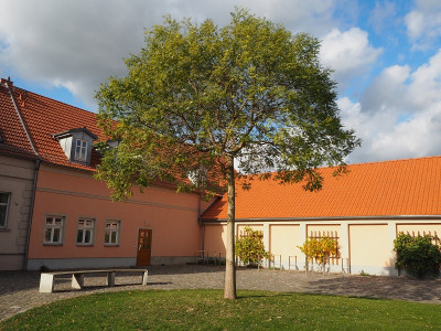 Sophora 24.10.20 ue.JPG