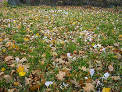 Krokus 24.10.20 ue.JPG