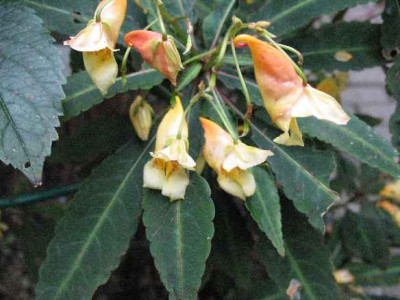 IMG__Impatiens_omeiana_2070.JPG