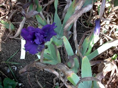 Iris_Tracking_005.jpg