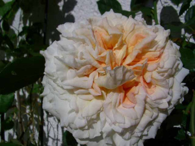 Comtessa_Okt07.jpg