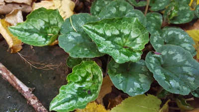 20201024_171731.jpg
