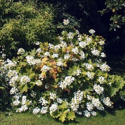 Hydr._quercifolia_4.jpg