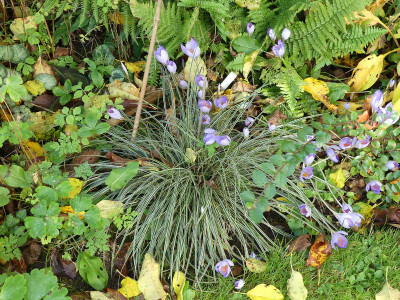 2020-10-24 Crocus speciosus 1.jpg