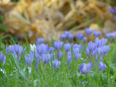 2020-10-24 Crocus speciosus 2.jpg