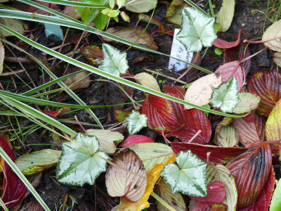 2020-10-24 Cyclamen hederifolium 1.jpg