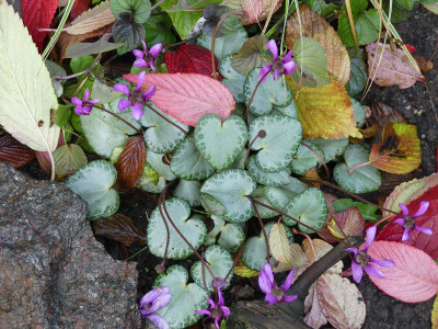 2020-10-24 Cyclamen purpurascens 1.jpg