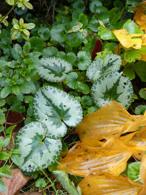 2020-10-24 Cyclamen purpurascens 2.jpg