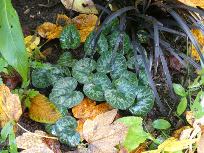 2020-10-24 Cyclamen purpurascens 3.jpg