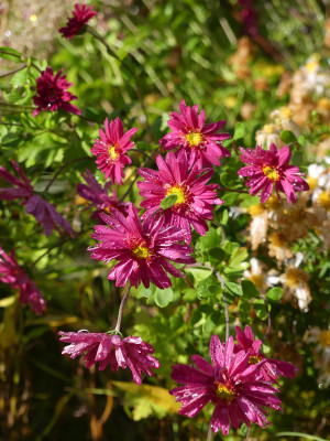 2020-10-24 Chrysanthemum 'Herbstkuß' 1.jpg