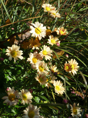 2020-10-24 Chrysanthemum 'L'Innocence' 1.jpg