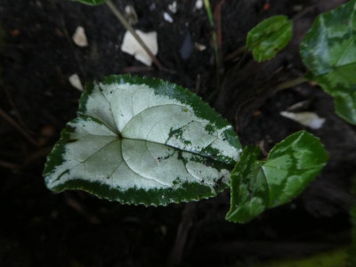 P1100012.JPG