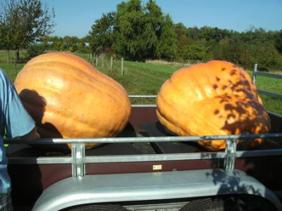 Kurbistransport.jpg