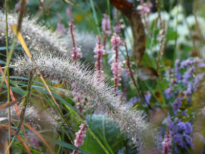 2020-10-24 Gartenimpressionen 2.jpg