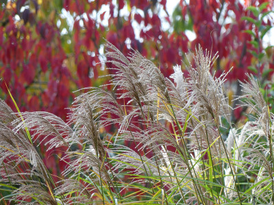 2020-10-24 Gartenimpressionen 15.jpg