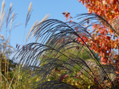 2020-10-24 Gartenimpressionen 18.jpg