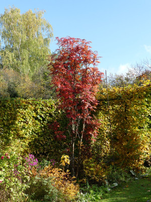 2020-10-24 Sorbus aucuparia 'Autumn Spire' 1.jpg