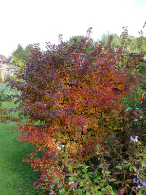 2020-10-24 Prunus incisa 'Kojou no mai'.jpg