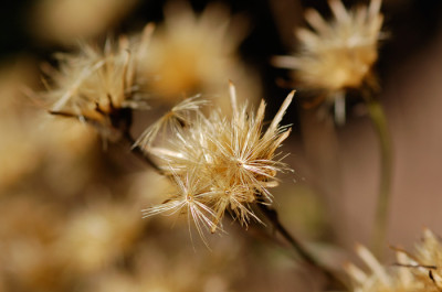 Serratula-verblueht.jpg
