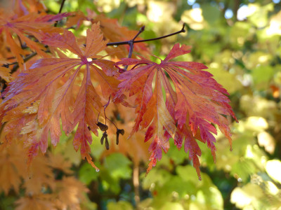 2020-10-24 Acer japonicum 'Aconitifolium' 1.jpg