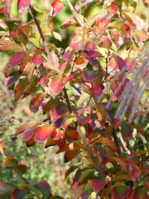 2020-10-24 Parrotia subaequalis 2.jpg